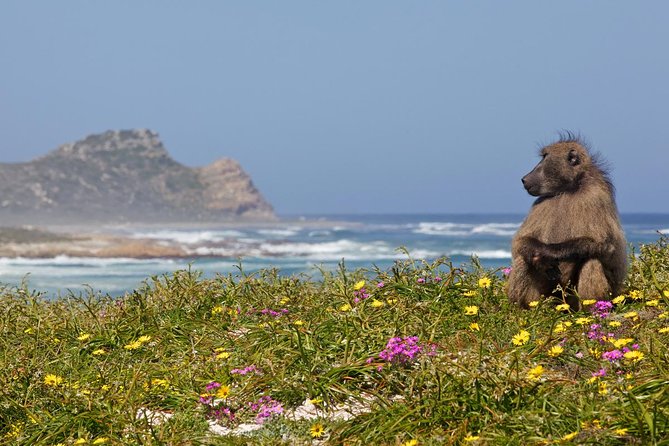 Half day Cape Point Sightseeing Tour with Penguins from Cape Town - Boulders Beach: penguins, granite, and an optional stop