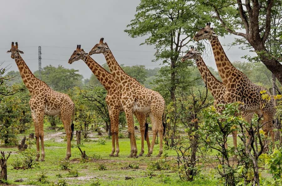 Half Day Durban City Tour and Phezulu Safari Park - Phezulu Safari Park in the Valley of a Thousand Hills