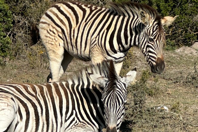 Half day Horse back safari - Why a horse safari feels different