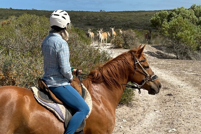 Half day Horse back safari - Four hours on horseback through West Coast country