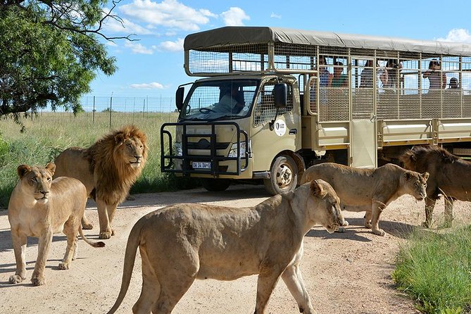 Half Day Lion Park tour from Johannesburg or Pretoria - A quick safari north of Johannesburg