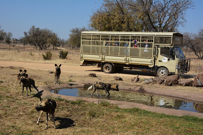 Half Day Lion Park tour from Johannesburg or Pretoria - How this compares with a wild safari