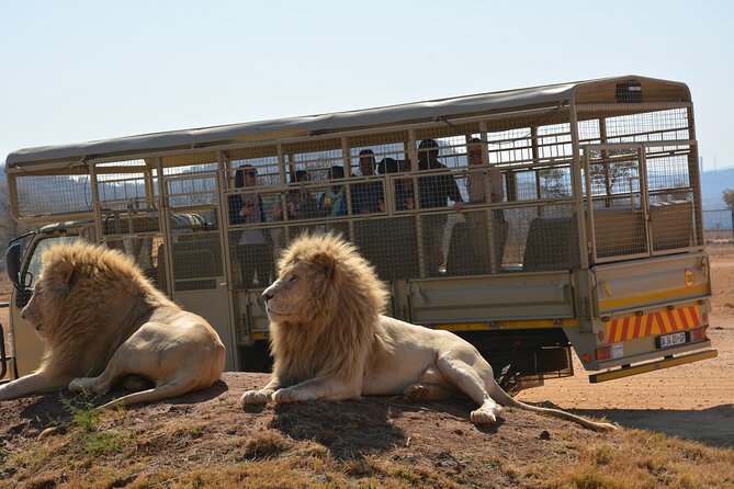 Half Day Lion Park tour from Johannesburg or Pretoria - Guide quality and the small-group format