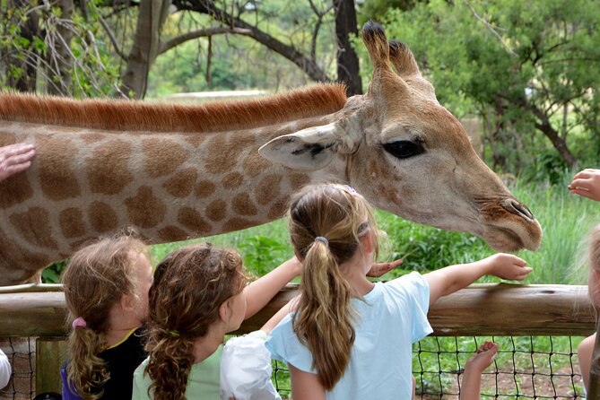 Half Day Lion Park tour from Johannesburg or Pretoria - Who will get the most from this outing