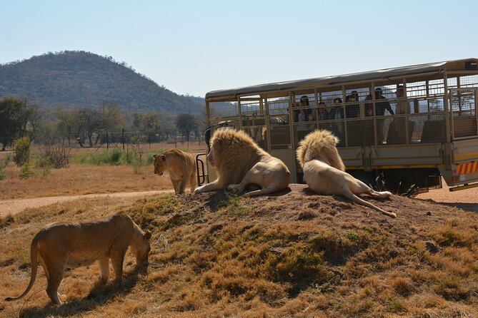 Half Day Lion Park tour from Johannesburg or Pretoria - Price, timing, and practical details