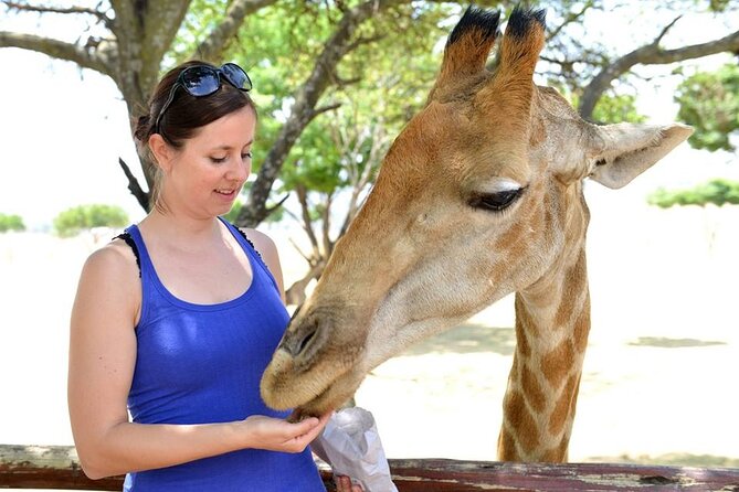 Half Day Lion Park tour from Johannesburg or Pretoria - Should you book the Lion Park tour?