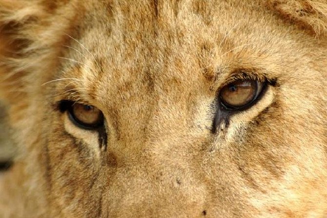 Half Day Lion Park tour from Johannesburg or Pretoria - Two hours among lions and predators