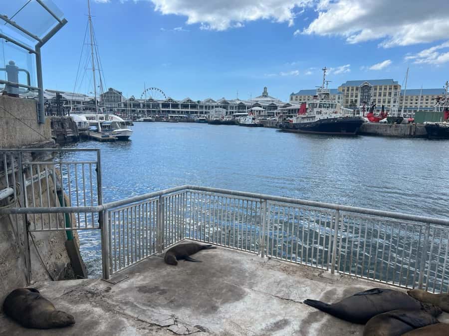 Half Day Robben Island including Tickets and Transfers Tour - Key points to know before booking