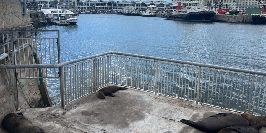 Half Day Robben Island including Tickets and Transfers Tour - The Cape Point confusion