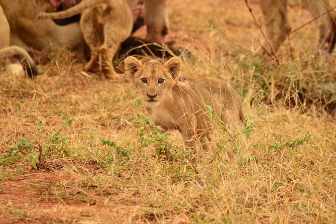 Half day safari from johannesburg - Key points to know before booking