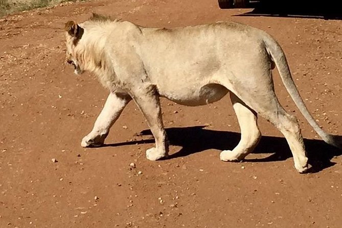 Half day safari from johannesburg - What the six-hour schedule really means