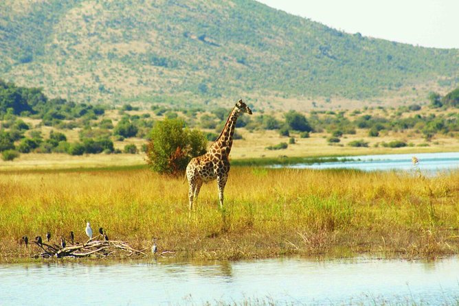 Half day safari from johannesburg - Three hours of searching for wildlife