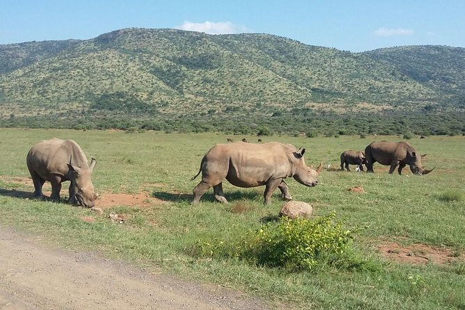 Half day safari from johannesburg - Is $162.92 good value?