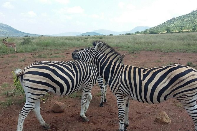 Half day safari from johannesburg - Who will enjoy this safari most?