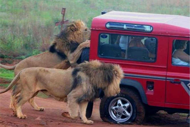 Half Day Safari Tour from Durban - Natal Lion Park: close lions and hand-fed elephants