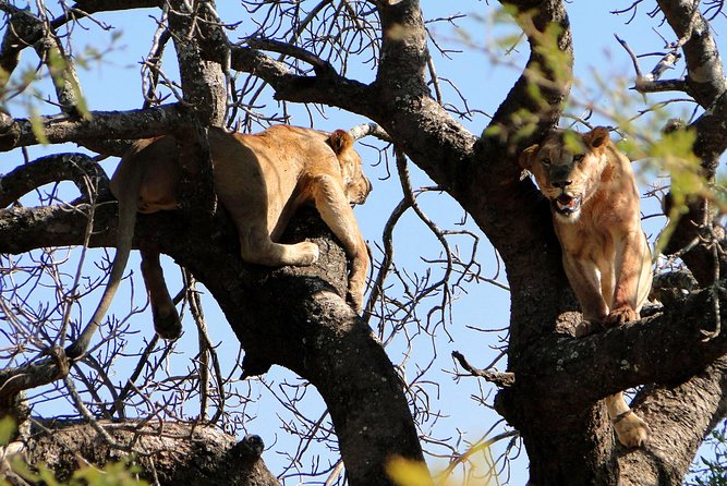 Half Day Safari Tour from Durban - Tala Private Game Reserve: the strongest part of the day