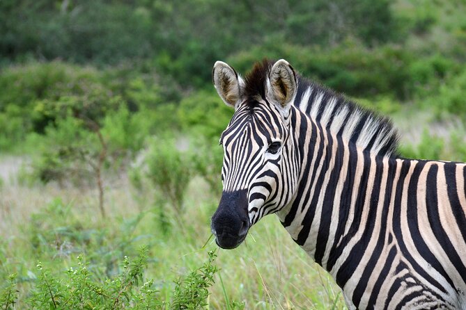 Half Day Safari Tour from Durban - Transport, seats, and photography