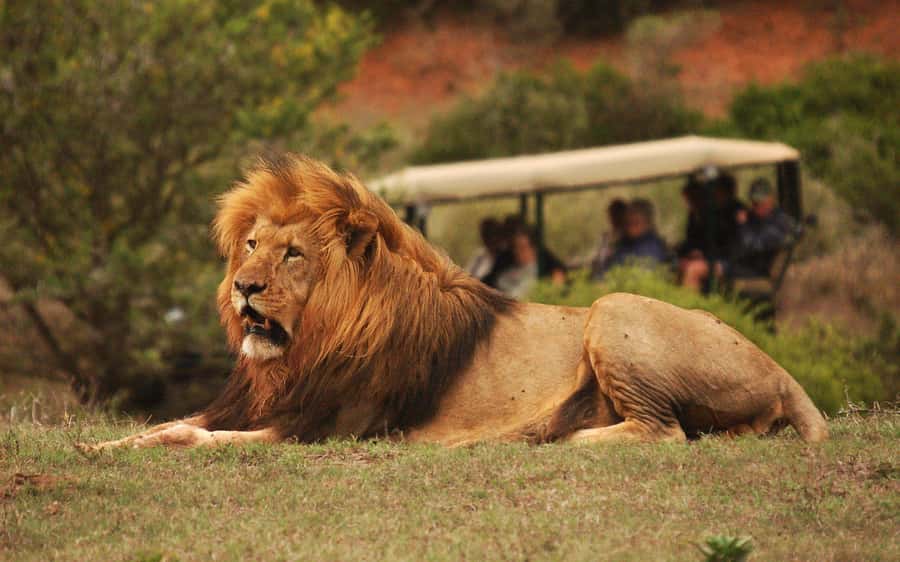 Half-Day Schotia Game Reserve (Open 4x4 Vehicle) - Key points before you book
