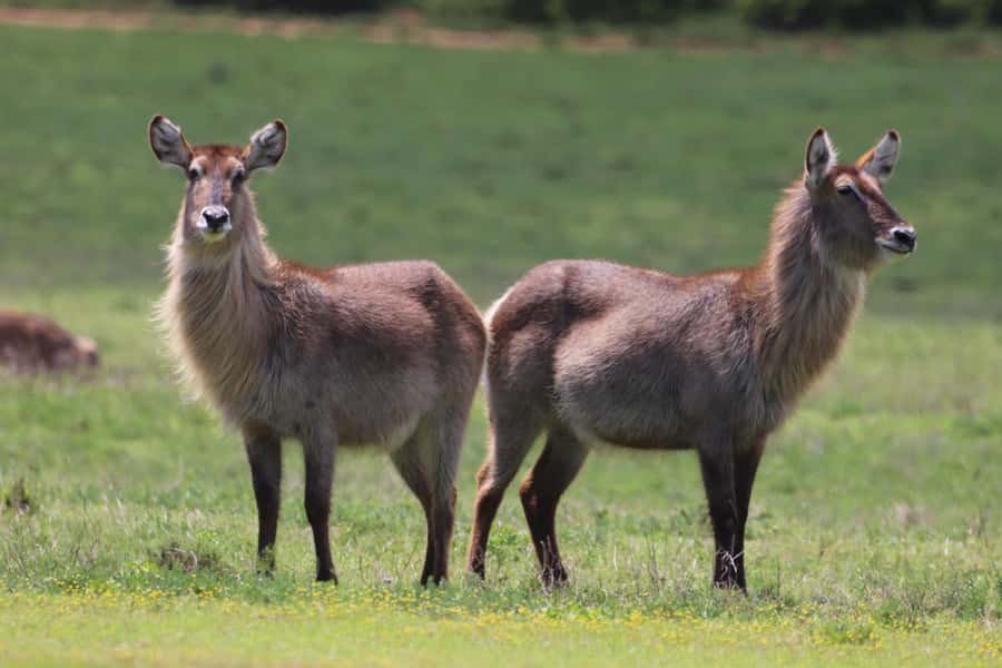 Half-Day Schotia Game Reserve (Open 4x4 Vehicle) - What you might see, and what not to expect