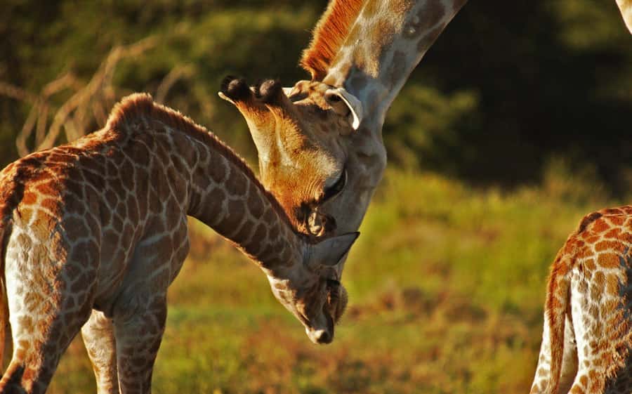 Half-Day Schotia Game Reserve (Open 4x4 Vehicle) - Is $177 a fair price?