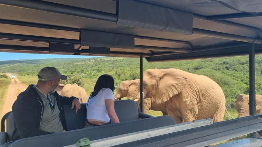 Half-Day Schotia Game Reserve (Open 4x4 Vehicle) - Morning or afternoon departure?