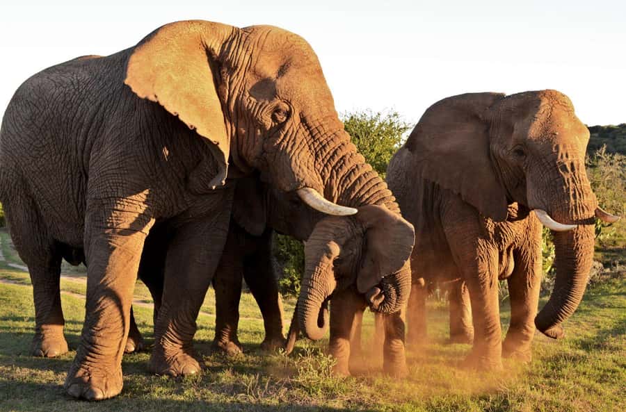Half-Day Schotia Game Reserve (Open 4x4 Vehicle) - Packing for an open 4x4 vehicle