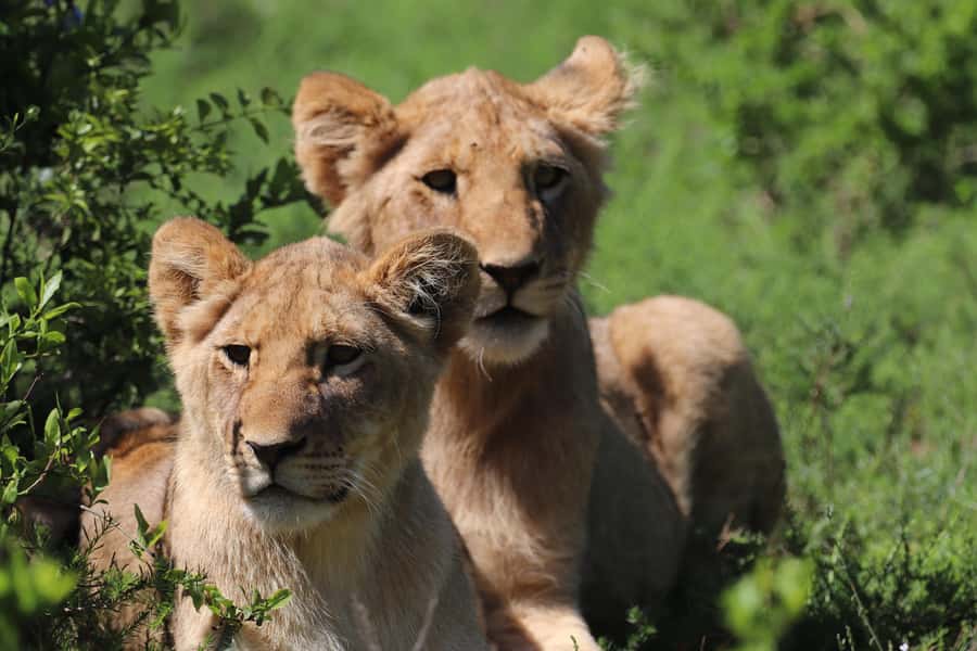 Half-Day Schotia Game Reserve (Open 4x4 Vehicle) - Who will enjoy this safari most?