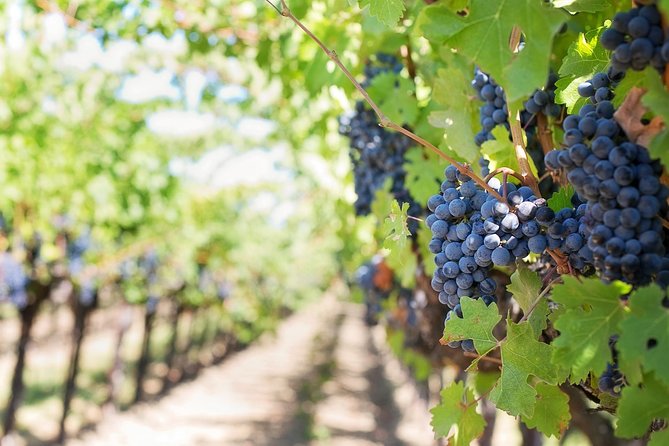 Half-Day Stellenbosch Winelands Tour from Cape Town - Is $75.92 good value?