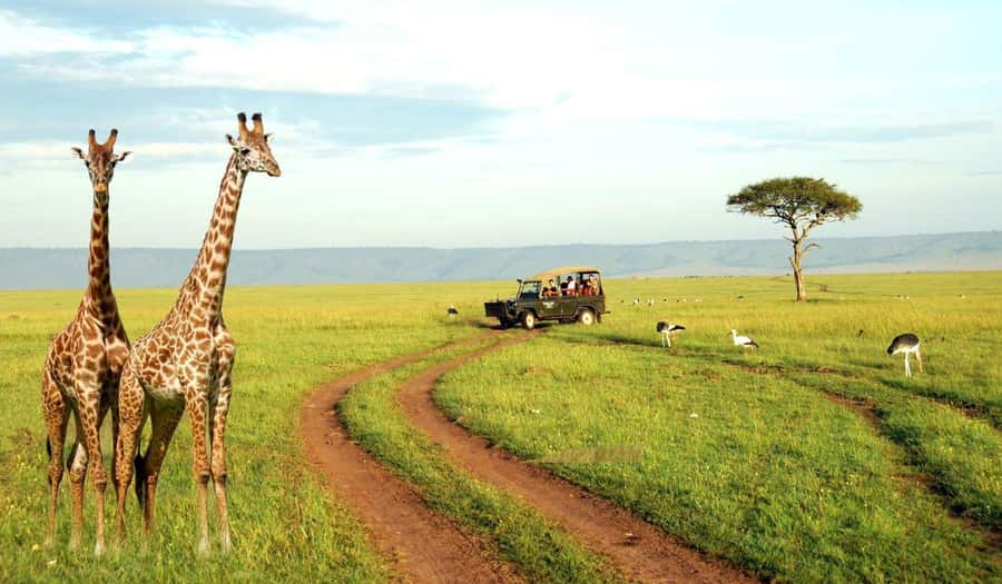 Half Day Tala Game Reserve & Natal Lion Park from Durban - Tala Game Reserve: a broad animal list in a short visit