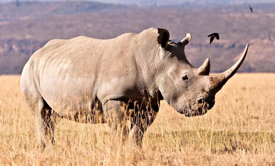 Half Day Tala Game Reserve & Natal Lion Park from Durban - Is $190 a fair price for this half-day outing?