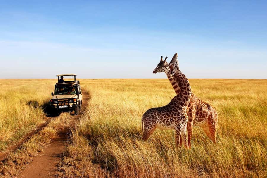 Half Day Tala Game Reserve & Natal Lion Park from Durban - Who will get the most from this experience?