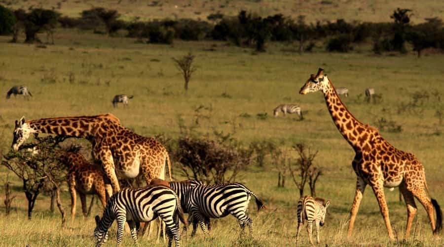 Half Day Tala Game Reserve & Natal Lion Park from Durban - What the Tala safari vehicle means for your day