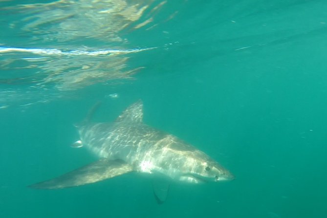 Half-Day White Shark Cage Diving from Gansbaai - What the Gansbaai shark experience is really about