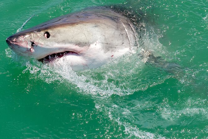 Half-Day White Shark Cage Diving from Gansbaai - Breakfast, safety instructions, and getting ready