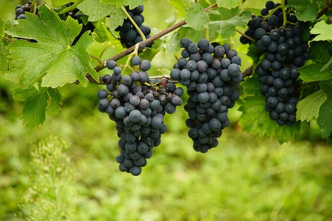 Half Day Wine Tour from Cape Town - Transport, group size, and the five-hour limit