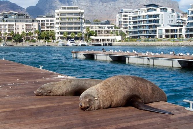 Half Hour Seal and Harbour Cruise from Cape Town - Seal spotting without a long trip to sea