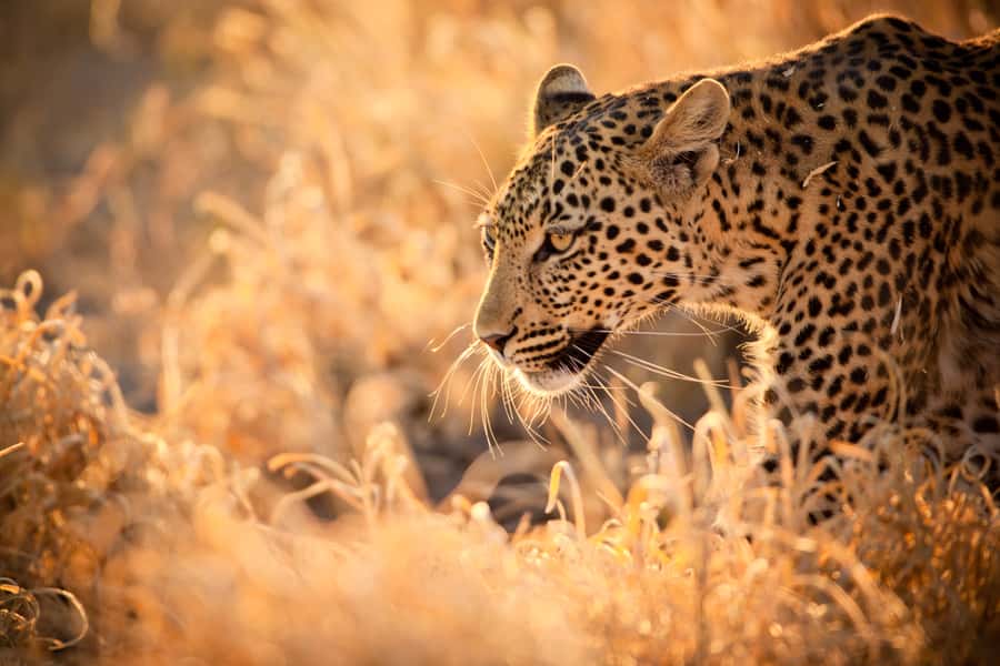 Hartbeespoort: Lion and Safari Park Guided Tour - A close look at the two-hour safari route