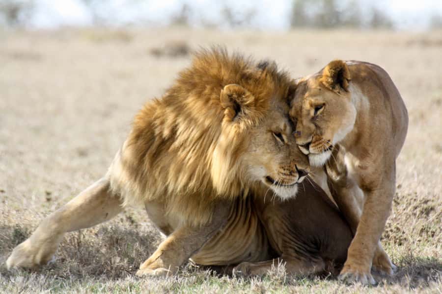 Hartbeespoort: Lion and Safari Park Guided Tour - Cheetahs, leopards, hyenas, and wild dogs