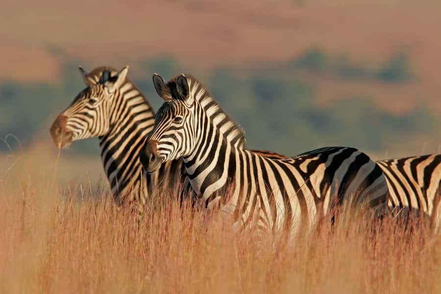 Hartbeespoort: Lion and Safari Park Guided Tour - Antelopes first, then the predator enclosures