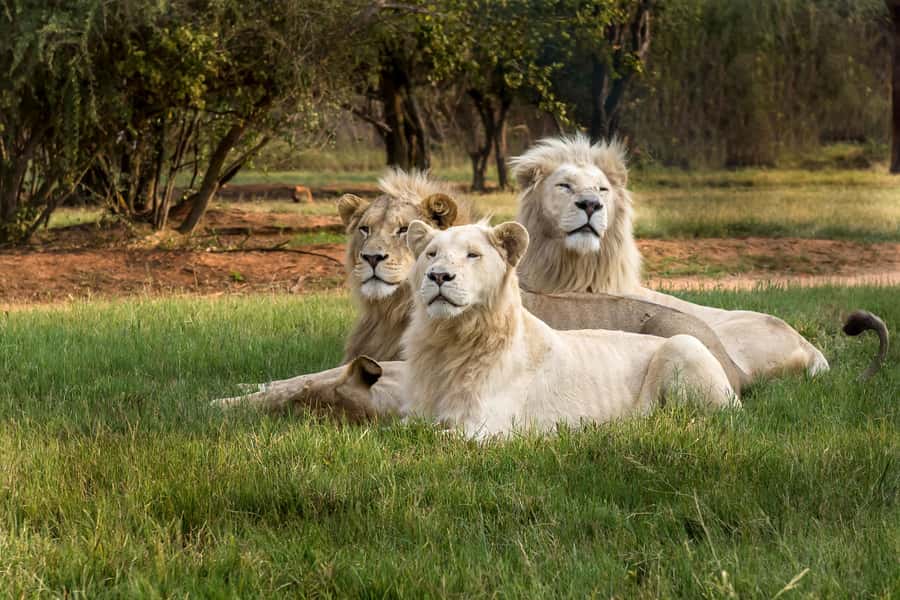 Hartbeespoort: Lion and Safari Park Tour - What the Hartbeespoort safari experience is really like