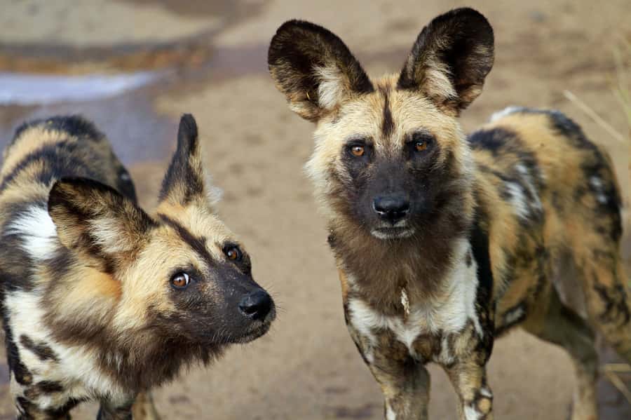 Hartbeespoort: Lion and Safari Park Tour - Lions, wild dogs, and cheetahs come first