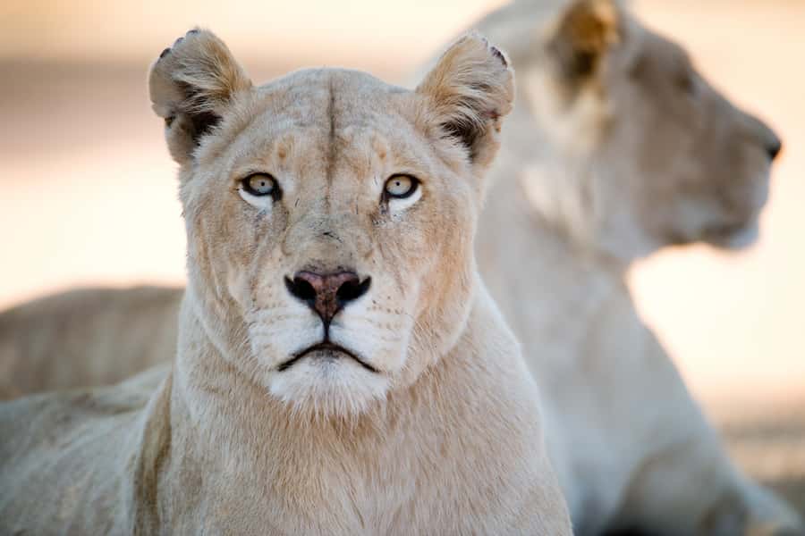 Hartbeespoort: Lion and Safari Park Tour - Photography is one of the tour’s strongest reasons to go