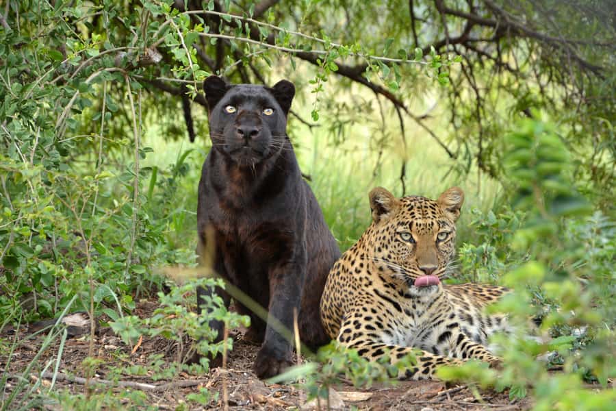 Hartbeespoort: Lion and Safari Park Tour - Timing, cancellation, and group details