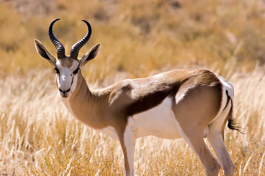 Hartbeespoort: Predator Safari with a Guide - The first sight of lions at Lion & Safari Park