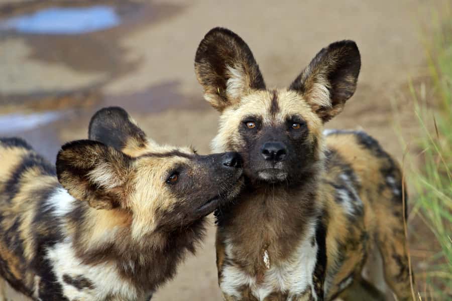 Hartbeespoort: Predator Safari with a Guide - Lions, cheetahs, and wild dogs up close
