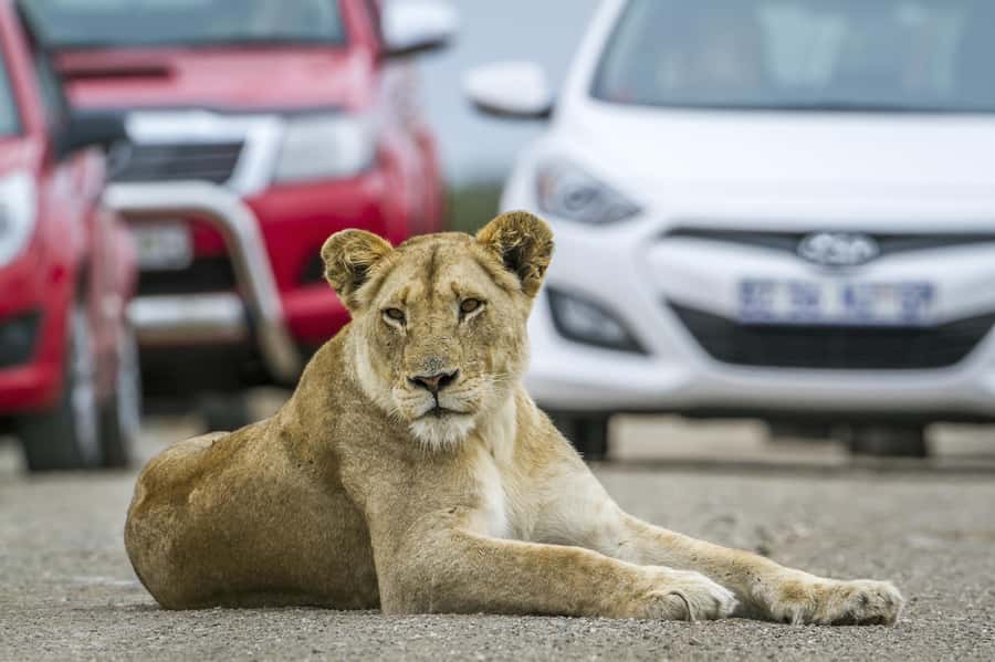 Hartbeespoort: Self-Drive Lion and Safari Park Tour - A self-drive safari near Johannesburg