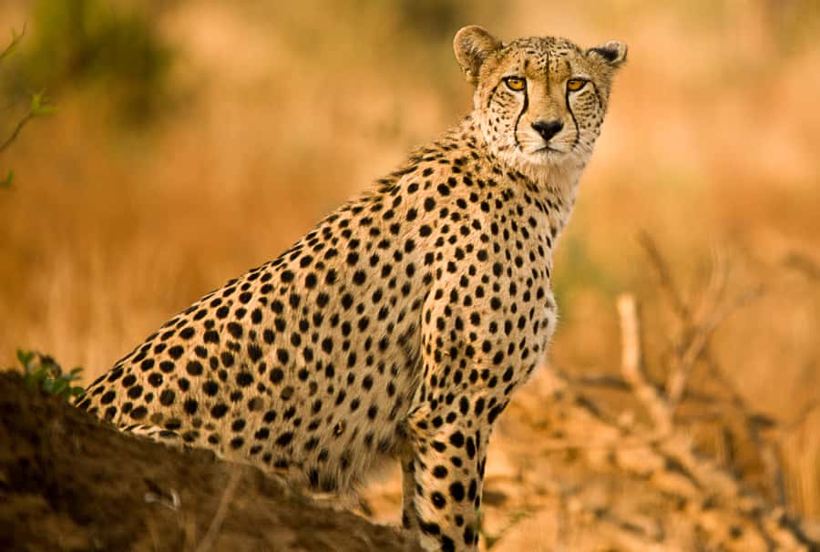 Hartbeespoort: Self-Drive Lion and Safari Park Tour - The extended game drive for antelope and more