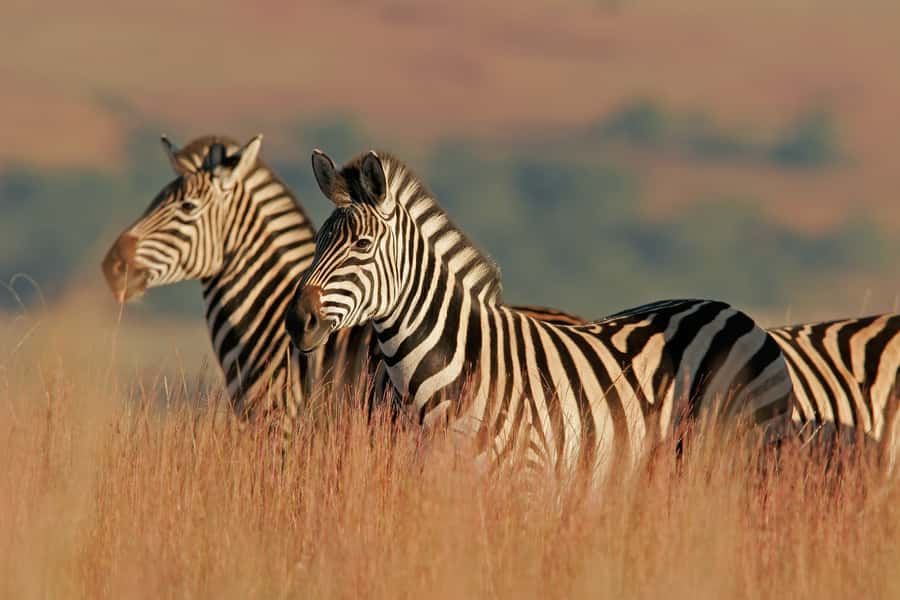 Hartbeespoort: Self-Drive Lion and Safari Park Tour - Getting there from Johannesburg or Lanseria