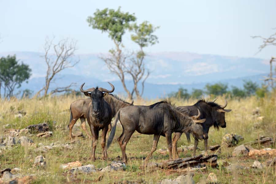 Hartbeespoort: Self-Drive Lion and Safari Park Tour - What the $24 price really covers