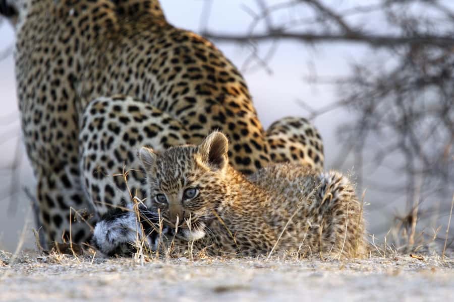 Hazyview: Private Full-Day Guided Kruger Safari - Six hours in an open Kruger vehicle